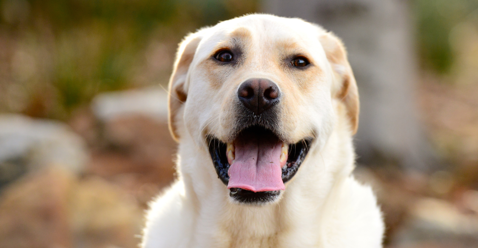 Best supplement for labrador retriever deals